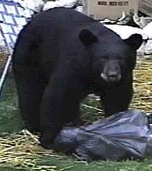 Bear in garbage can